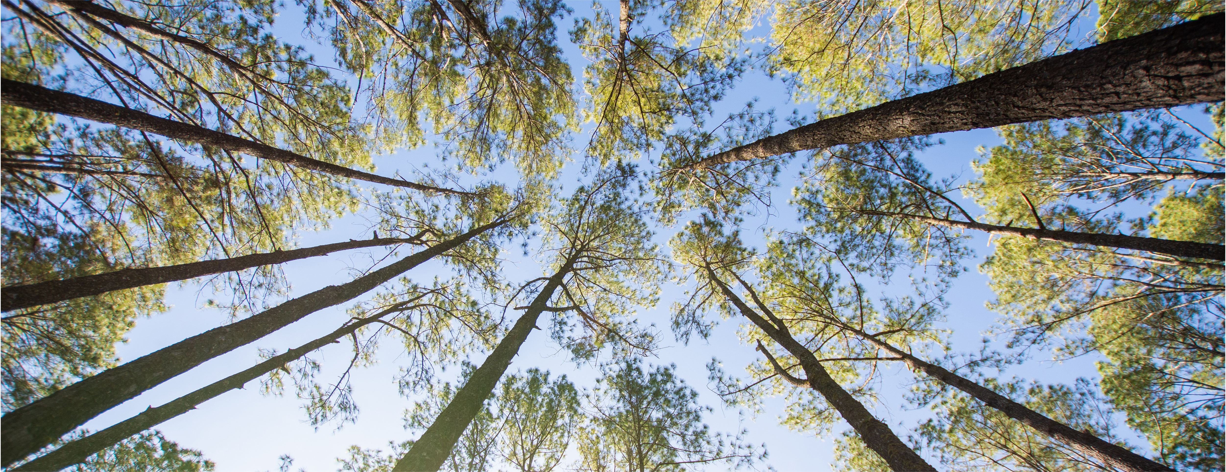 looking up at tall trees from below